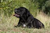 CANE CORSO 865